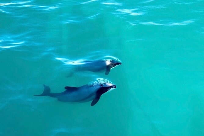 Akaroa Private Day Tour from Christchurch - Is $154.52 good value?
