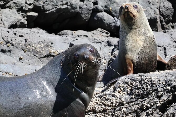 Akaroa Private Day Trip From Christchurch - Is $741.59 good value for four people?