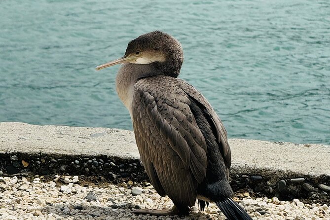 Akaroa Private Group Day Trip from Christchurch - The dolphin cruise and wildlife choices