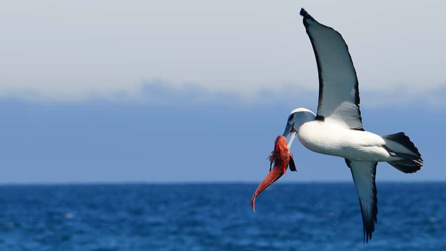 Akaroa: Scenic Coastline Wildlife Cruise - Key points to know