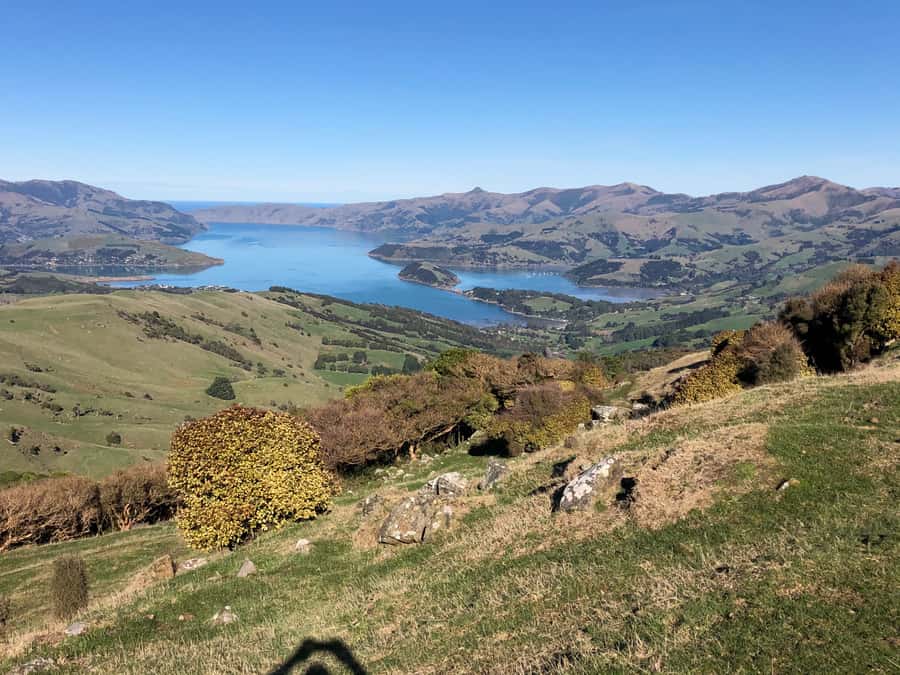Akaroa: Scenic Coastline Wildlife Cruise - Why this Akaroa cruise feels different