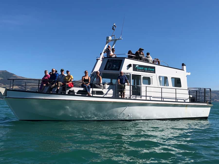 Akaroa: Scenic Coastline Wildlife Cruise - Dolphins, penguins, and seabirds