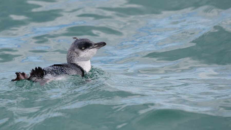 Akaroa: Scenic Coastline Wildlife Cruise - The coastline is the main event too