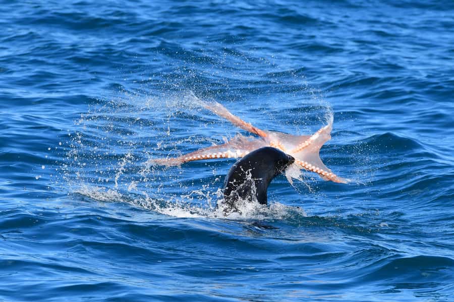Akaroa: Scenic Coastline Wildlife Cruise - Pulling up a lobster pot