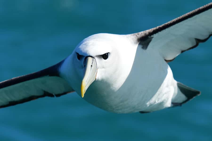 Akaroa: Scenic Coastline Wildlife Cruise - Boarding at Drummonds Jetty