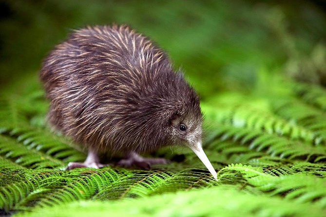 Akaroa Shore Excursion: Banks Peninsula, Christchurch City Tour and Willowbank Wildlife Reserve - Key details before you book
