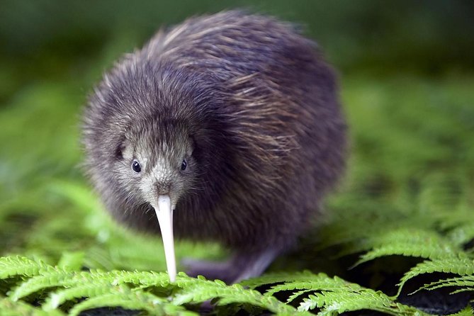 Akaroa Shore Excursion: Banks Peninsula, Christchurch City Tour and Willowbank Wildlife Reserve - Is the $123.49 price good value?