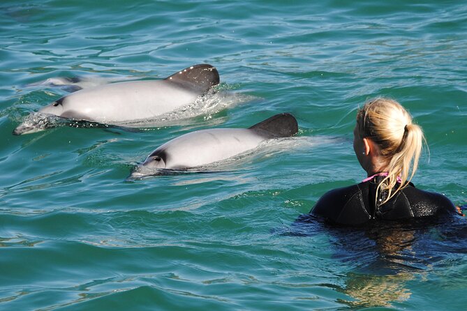 Akaroa Swim with Dolphins Tour from Christchurch - Key points to know before booking