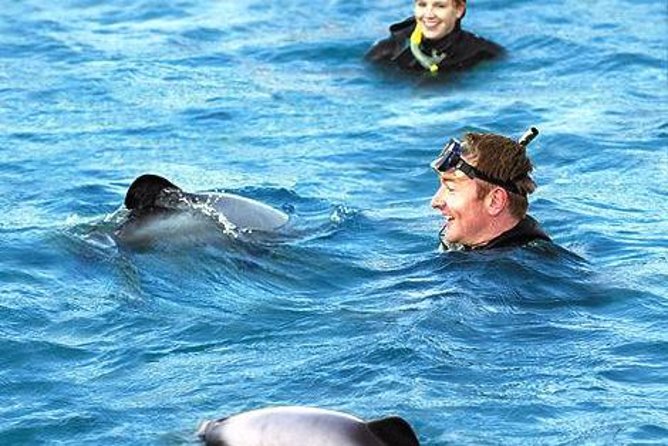 Akaroa Swim with Dolphins Tour from Christchurch - Why Hector’s dolphins make this Akaroa trip special