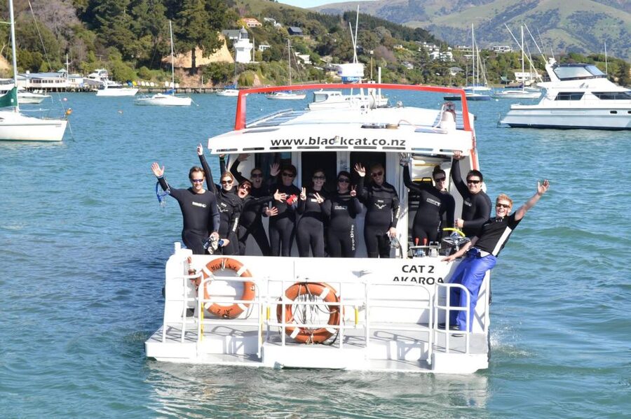 Akaroa: Swimming with Wild Dolphins Experience - Key points to know before you book