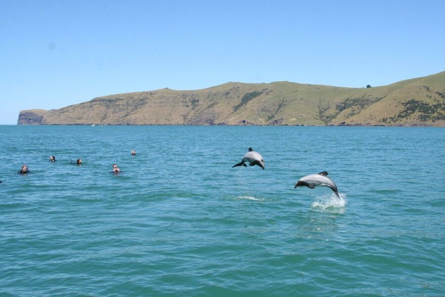Akaroa: Swimming with Wild Dolphins Experience - Who should book this experience?