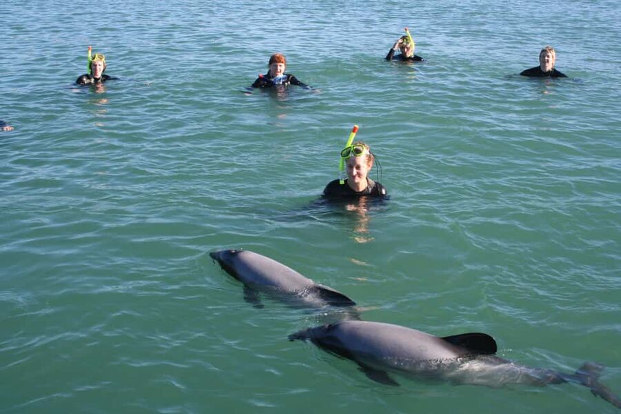 Akaroa: Swimming with Wild Dolphins Experience - Why Hector’s dolphins make this Akaroa trip unusual
