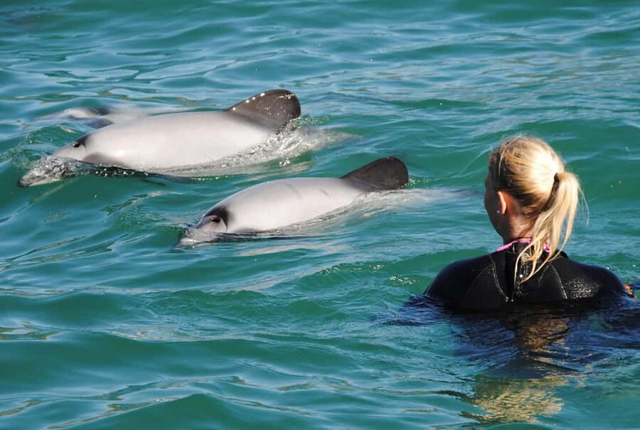 Akaroa: Swimming with Wild Dolphins Experience - Getting fitted for the open-water swim