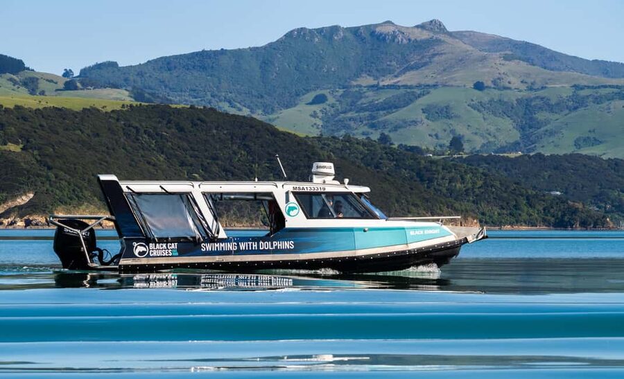 Akaroa: Swimming with Wild Dolphins Experience - What the dolphin encounter can feel like