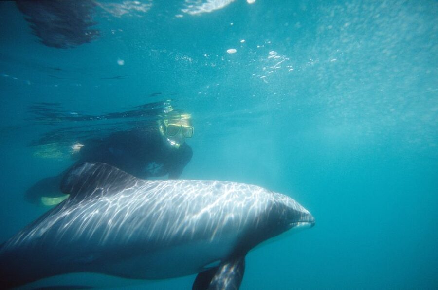 Akaroa: Swimming with Wild Dolphins Experience - Is the $123 price fair?