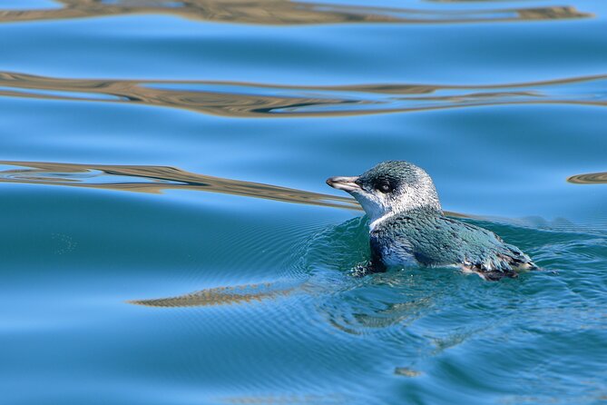 Akaroa Wildlife Cruise - Why Akaroa Harbour is the right place for a wildlife cruise