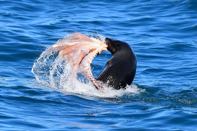 Akaroa Wildlife Cruise - Is $68.26 a fair price?