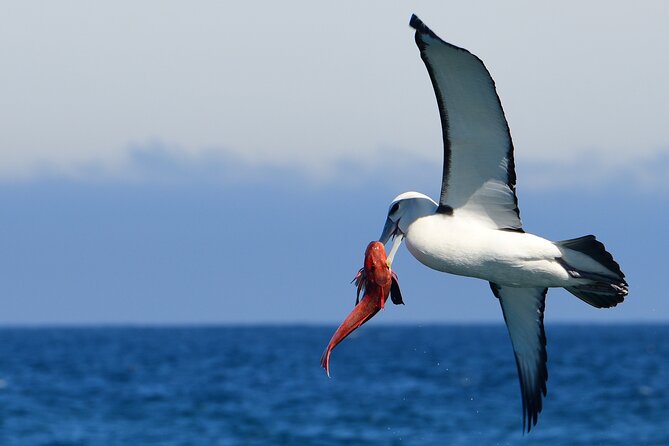 Akaroa Wildlife Cruise - The weather rule is worth taking seriously