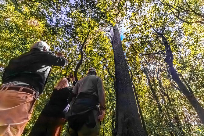 Akaroa with optional dolphin cruise (Small Group Tour) - Kaituna Valley Scenic Reserve and the Mati trees