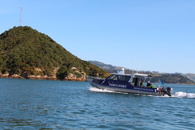 Albatross, seals, and sea birds-Wildlife Cruise - Seals, sea lions, penguins, and coastal birds