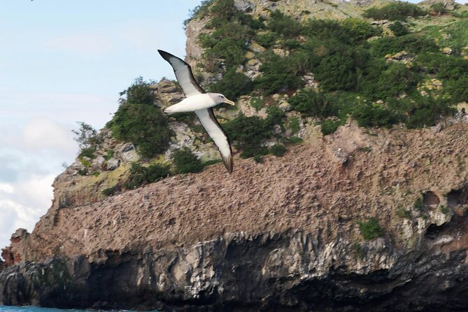 Albatross, seals, and sea birds-Wildlife Cruise - A small boat with a practical layout