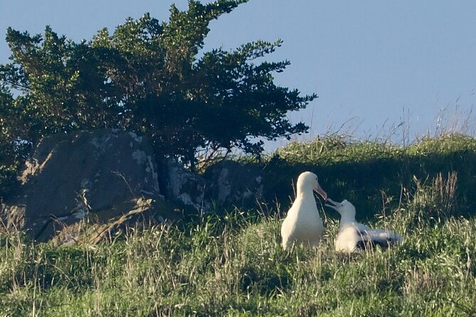 Albatross, seals, and sea birds-Wildlife Cruise - Who will enjoy this cruise most
