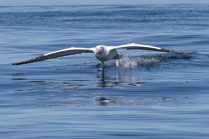 Albatross, seals, and sea birds-Wildlife Cruise - Searching for albatross near Taiaroa Head