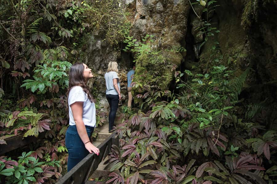 Aranui Cave 1-Hour Guided Tour - Spotting cave wetas at the entrance