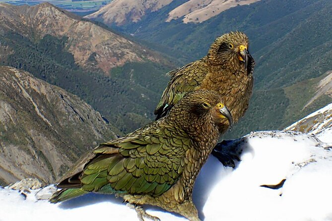 Arthur's Pass and TranzAlpine Train Day Tour from Christchurch - Devil’s Punchbowl: the walk worth planning for