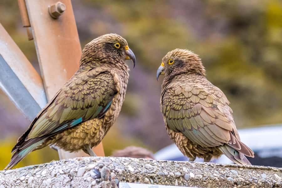 Arthur’s Pass Tour From Christchurch via CHC-GRZ TranzAlpine - Should you book it?