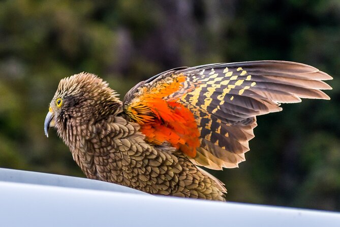 Arthur’s Pass Tour From Christchurch With Jet Boat & TranzAlpine - Arthur’s Pass Village and the world of the kea