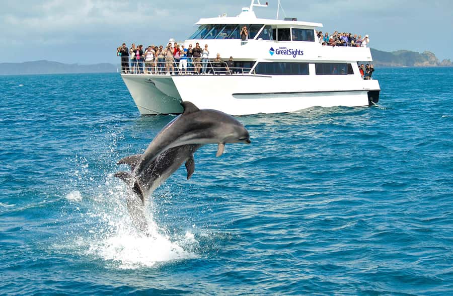 Auckland: Bay of Islands Day Tour with Dolphin Cruise - Practical packing advice