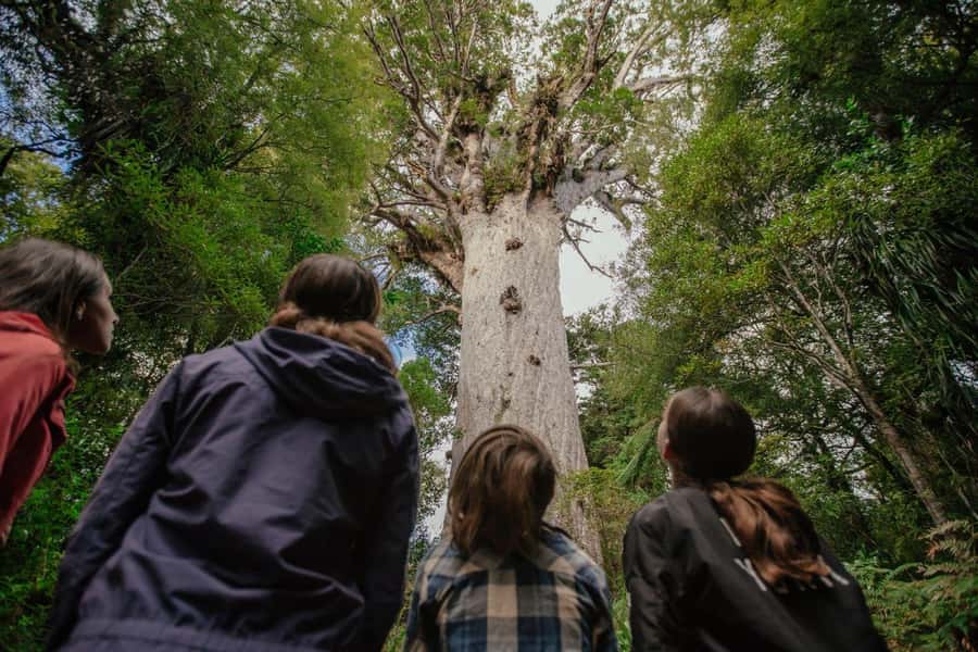 Auckland: Bay of Islands Tour & Cruise 2Day Small Group Tour - Key points to know before booking