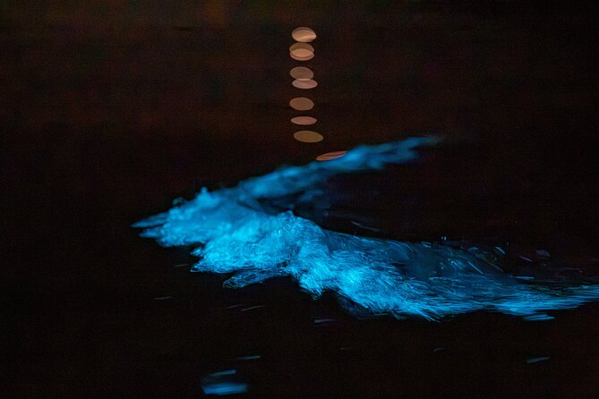 Auckland Bioluminescence Kayak Tour - The best way to enjoy the glow
