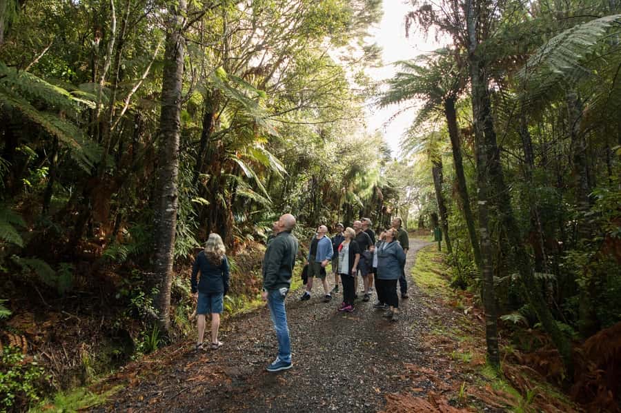 Auckland City, Beaches & Rainforest Premium Small Group Tour - Seeing Auckland from the Domain to Mt Victoria
