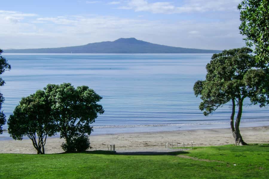 Auckland City, Beaches & Rainforest Premium Small Group Tour - Walking among kauri trees and giant tree ferns