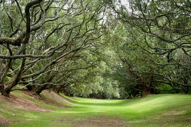 Auckland City Discovery Experience - Private Tour From Auckland - Parnell Rose Garden and the city’s leafy side