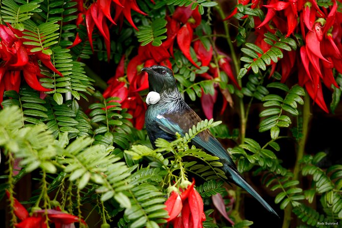 Auckland City Highlights, Afternoon Piha Beach & Rainforest Tour - What the $183.07 price really buys
