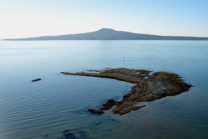 Auckland City & Native Forest Experience - Fully Guided Day Tour - Starting at 8:00 am in Auckland CBD