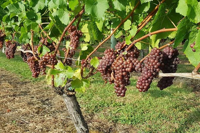 Auckland City Tour & Kumeu Wine Country Includes Wine Tastings & Lunch - Westbrook and Coopers Creek: comparing three wineries