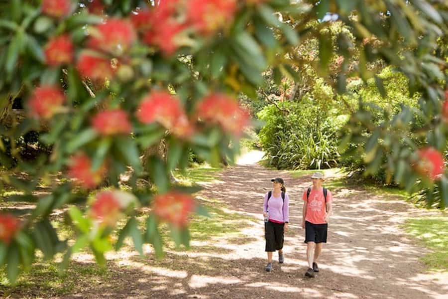 Auckland City & West Coast Luxury Tour - Auckland in one day, from city streets to wild coast