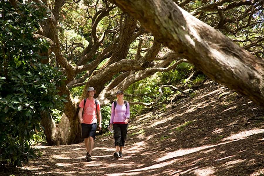 Auckland City & West Coast Luxury Tour - Parnell’s colonial streets and Tamaki Drive
