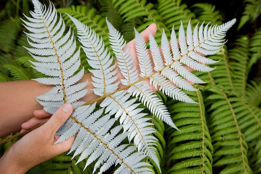 Auckland City & West Coast Luxury Tour - Ancient rainforest and New Zealand’s native trees