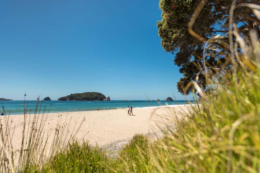 Auckland: Coromandel Driving Creek & Cathedral Cove Day Tour - The return to Auckland