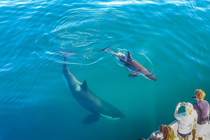 Auckland Dolphin and Whale Watching Eco-Safari Cruise - Key points to know before you go