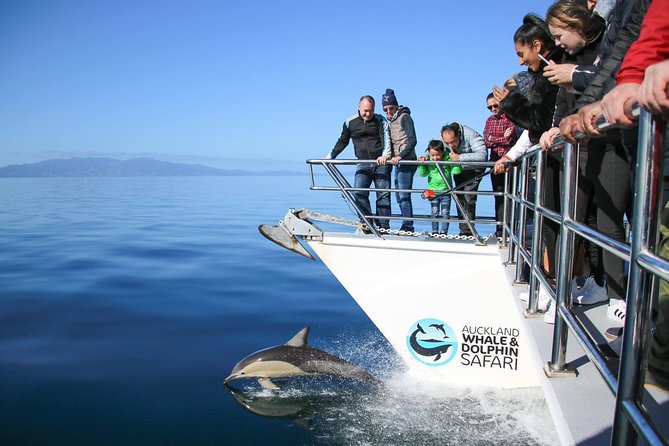 Auckland Dolphin and Whale Watching Eco-Safari Cruise - Leaving Viaduct Harbour for the Hauraki Gulf