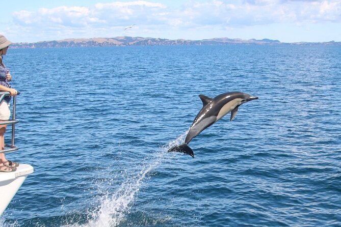 Auckland Dolphin and Whale Watching Eco-Safari Cruise - Dolphins, seals, penguins, and the unexpected