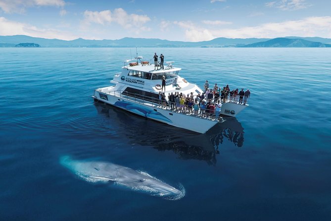 Auckland Dolphin and Whale Watching Eco-Safari Cruise - Auckland Harbour Bridge and the first views