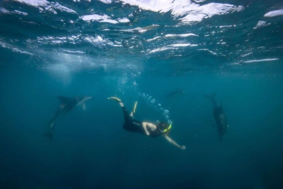Auckland: Guided Snorkeling and Island Exploration Tours - From sea life to rare birds
