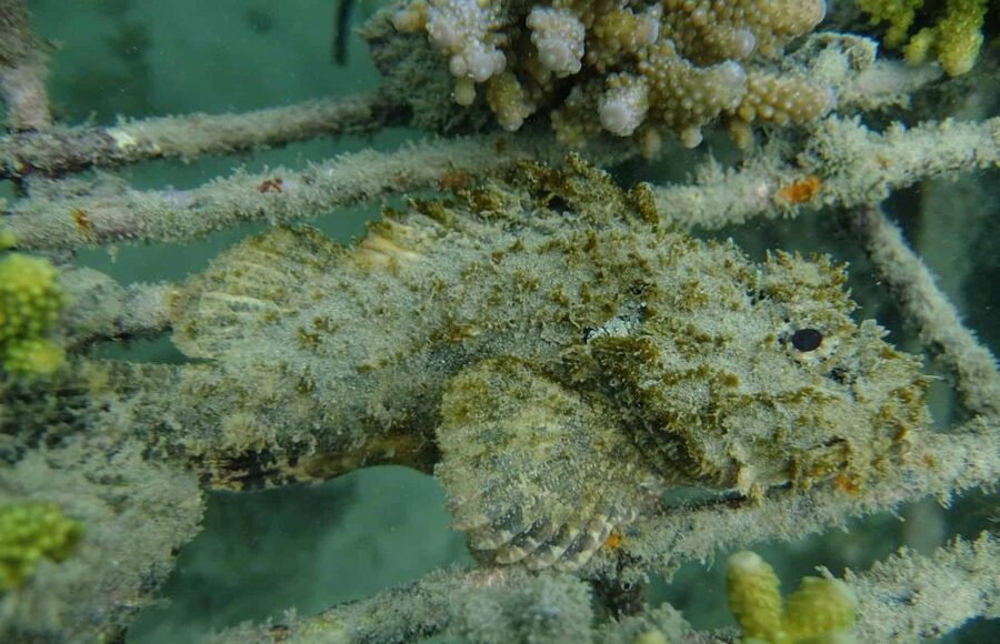 Auckland: Guided Snorkeling and Island Exploration Tours - The guide and the group atmosphere